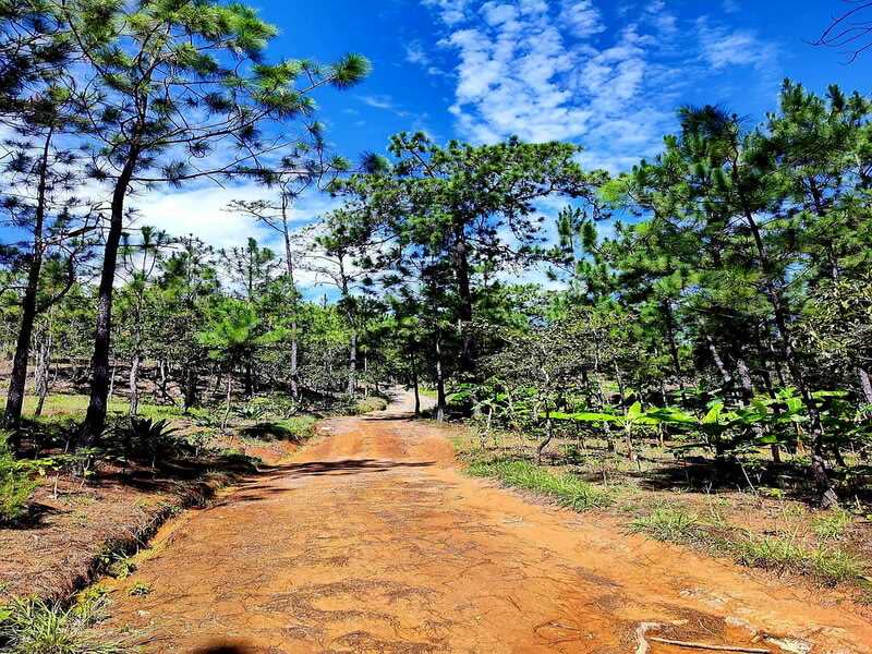 Sendero entre bosque de pinos