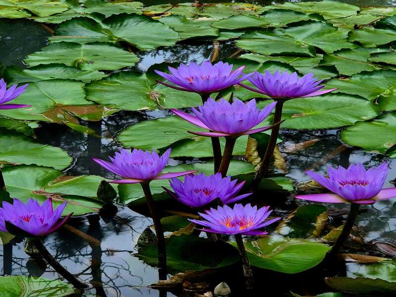 Flores de loto moradas en el estanque