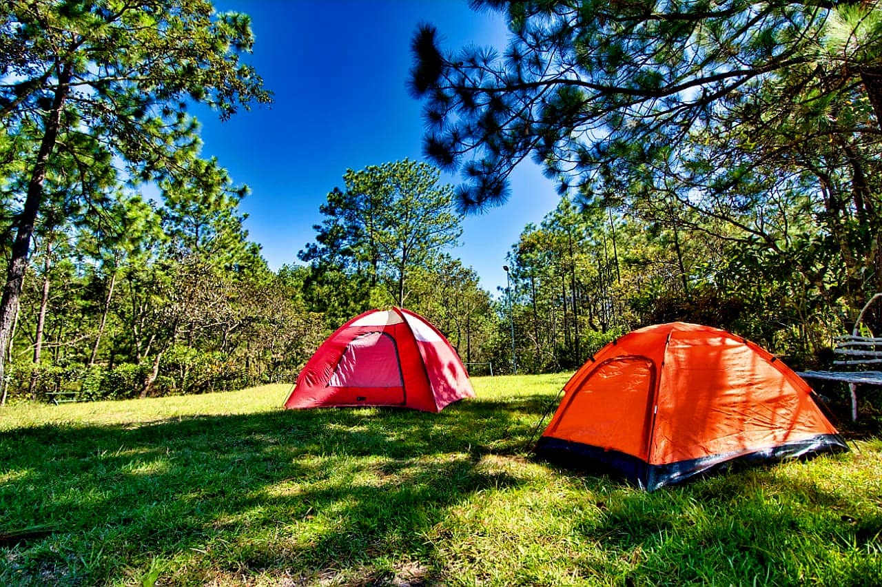 Carpas entre pinos